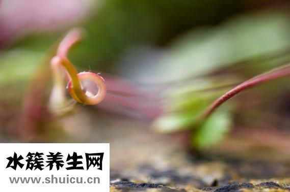 蜗牛吃什么东西