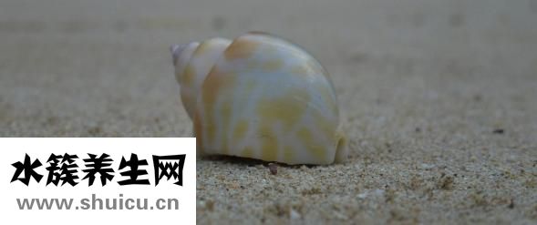 右佐匹克隆