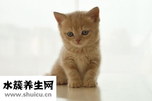 卵巢肿瘤破裂