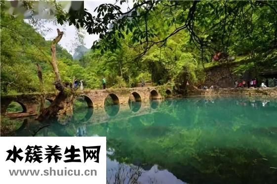 苏子油的功效与作用