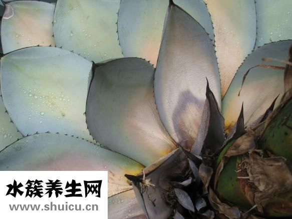胸腺瘤手术