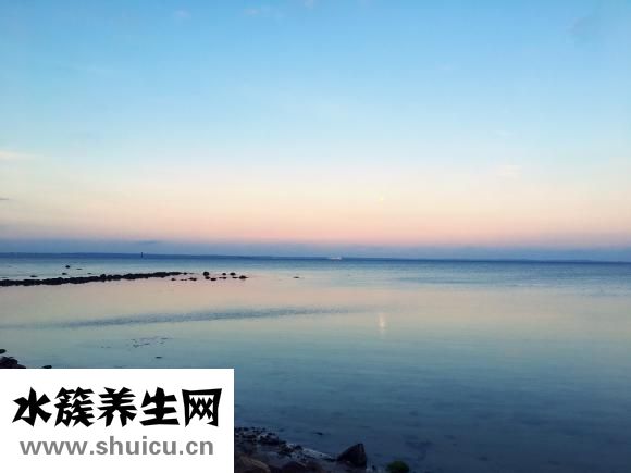 清明菜的吃法