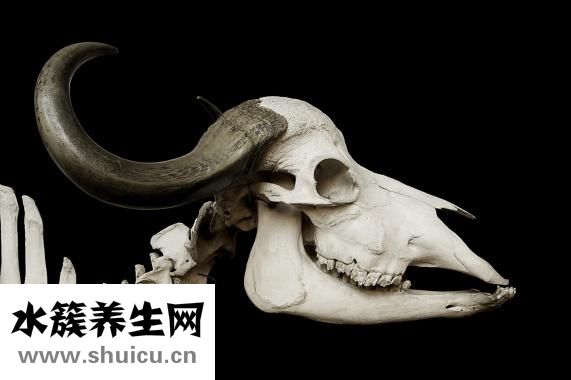 增长增大特效药