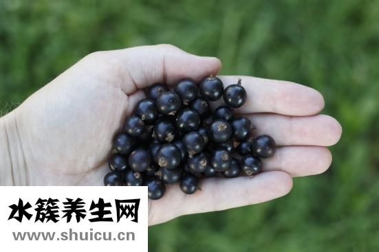 孕妇能吃梨吗中期