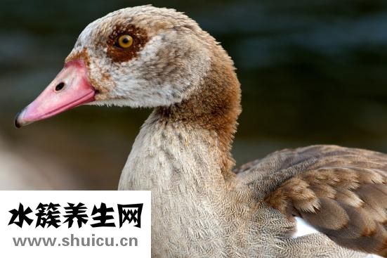 体外碎石费用