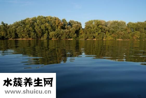 适合夏天种的花