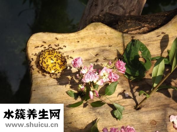 双歧杆菌四联活菌片