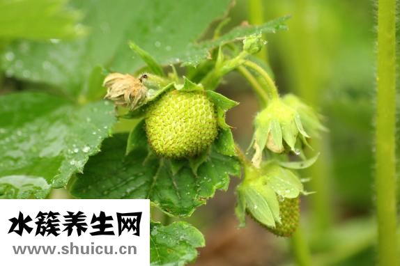 他克莫司是什么药