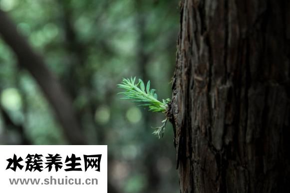 增长增大特效药