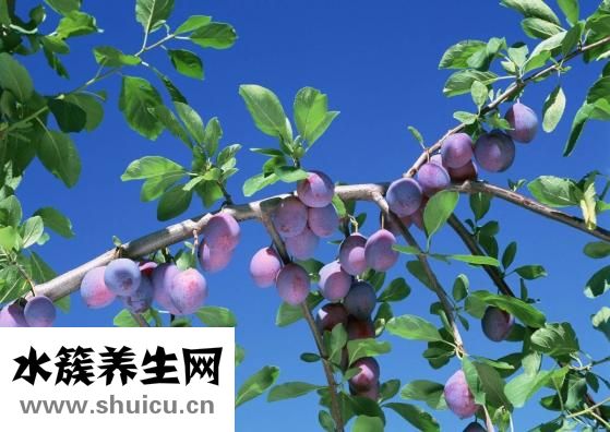 孕妇可以吃乌梅吗