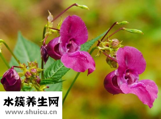 上厕所拉血怎么回事