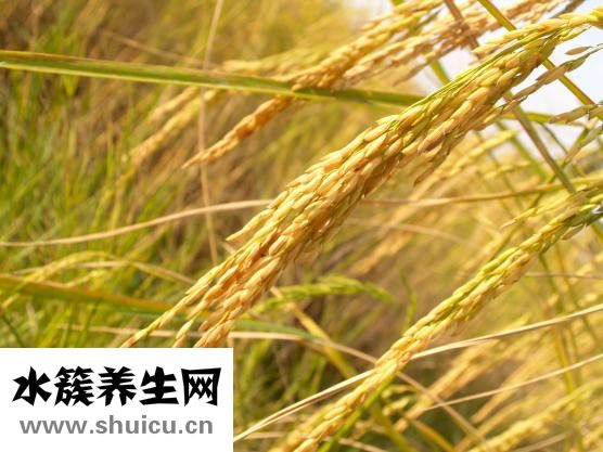 黄精怎么吃效果最好