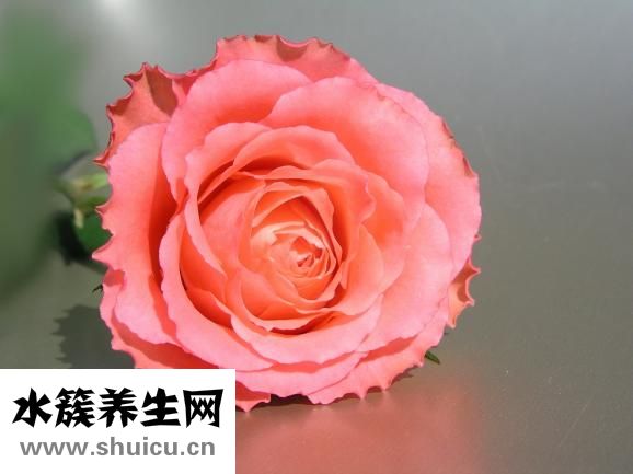 山楂玫瑰花茶（山楂玫瑰花茶的功效与禁忌）