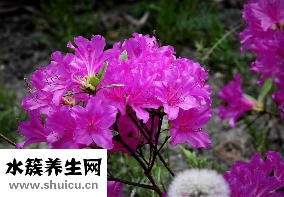 适合种植的药材