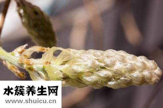 适合夏天种的花