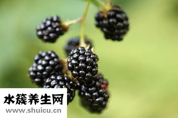 他克莫司是什么药