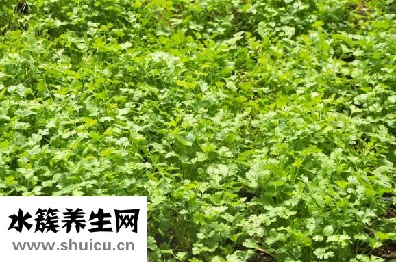 溏心蛋怎么做