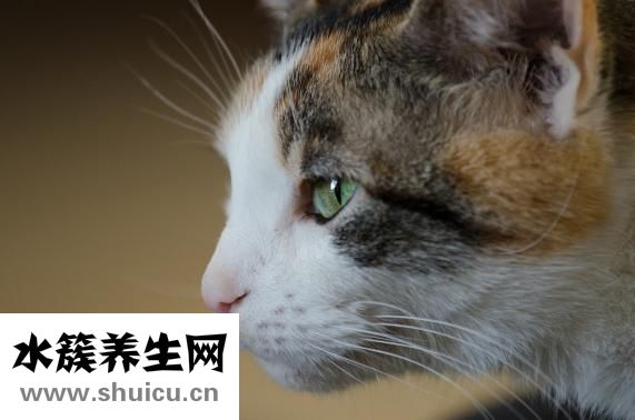 蟑螂咬人吗