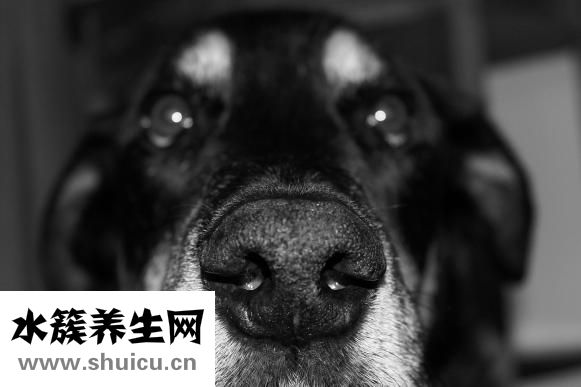 怎么缩小鼻头