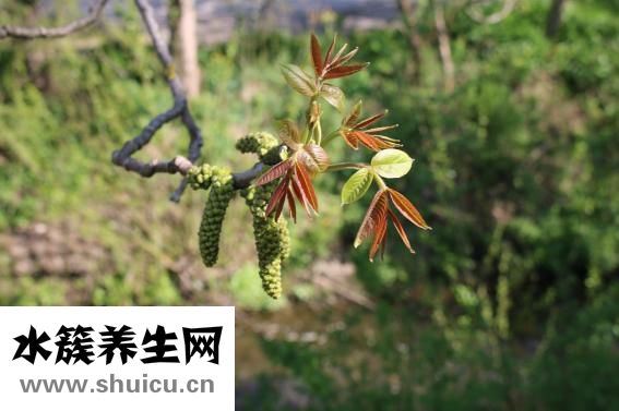 爱吃黄瓜的菊花