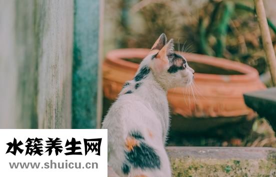 眼角流泪怎么回事