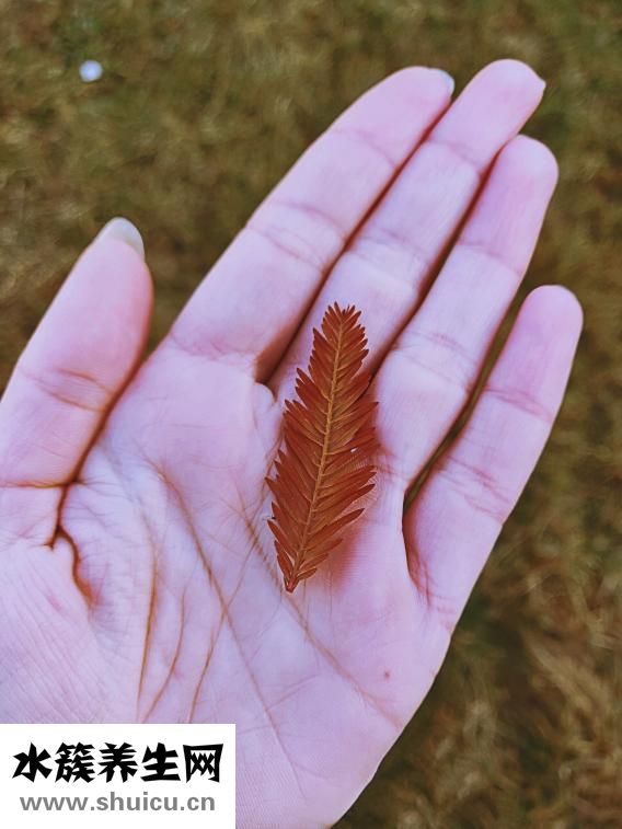 手蜕皮是怎么回事