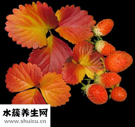 菊花柠檬茶