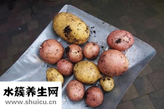 土豆西红柿