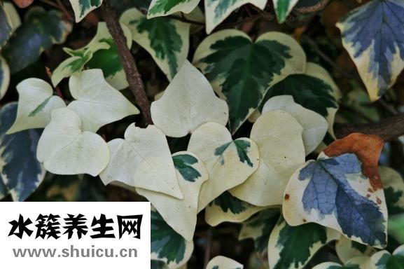 脱皮怎么办