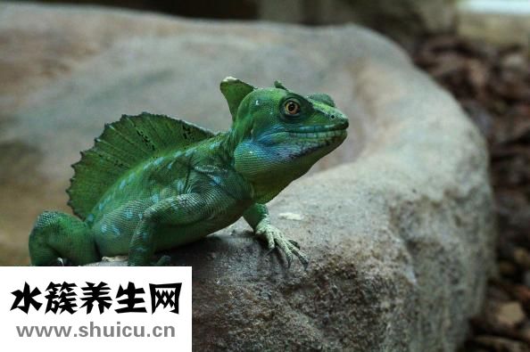下牙槽神经阻滞麻醉