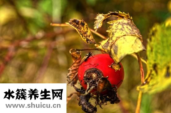 孕妇喝奶粉