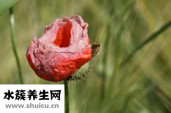樟脑丸的功效与作用
