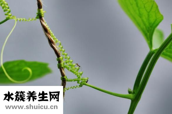 樟脑丸的功效与作用（衣柜放樟脑丸的功效与作用）