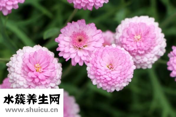 菊花柠檬茶