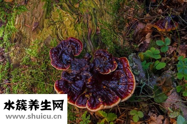 灵芝的功效与作用