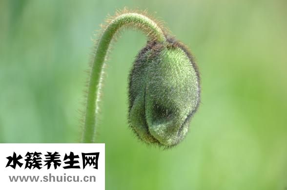 不知道桂枝的功效与作用：主要作用是活血散寒治腰背酸痛