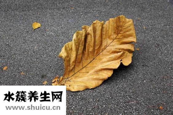 桑葚的功效与作用