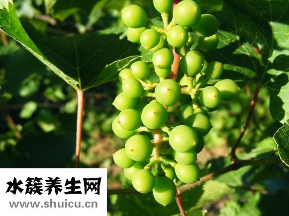 陈皮的功效与作用