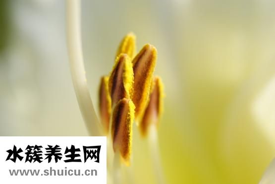 夏枯草营养丰富食用方法也有讲究