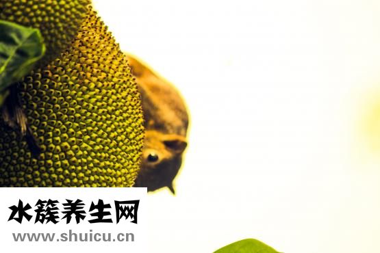 菠萝蜜的功效与作用