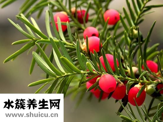 板栗可以当药材使用也可作为药材