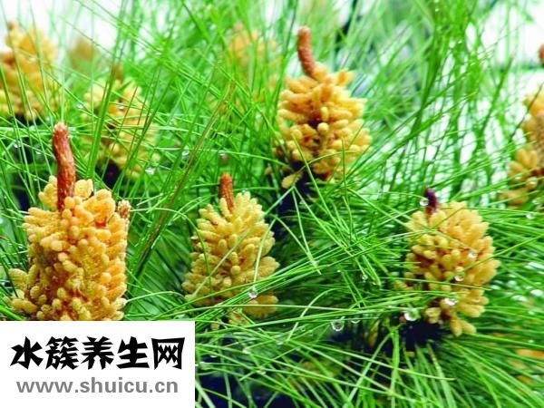 松花粉的功效与作用