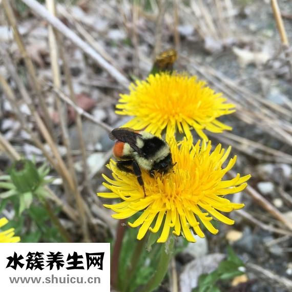 木耳的功效与作用
