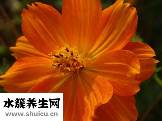 红豆的功效与作用