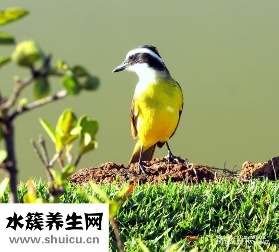 玻璃酸钠滴眼液