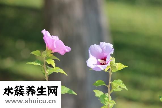 金钱草的功效与作用