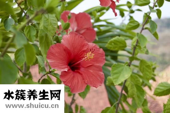 黄连的功效与作用