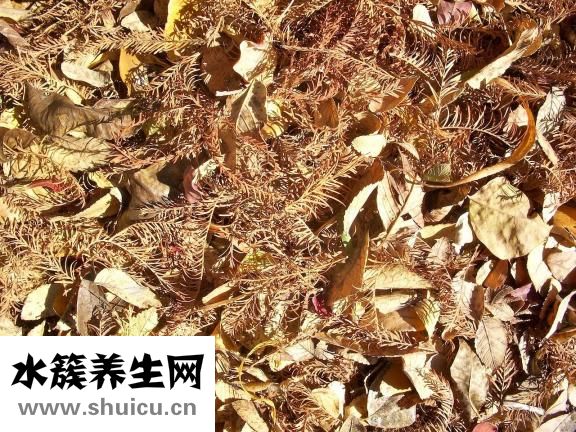 鱼腥草的功效与作用