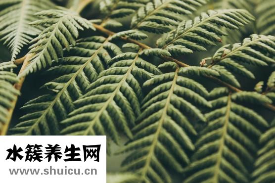 柴胡疏肝散