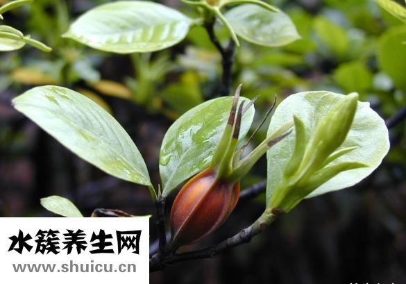 栀子的功效与作用